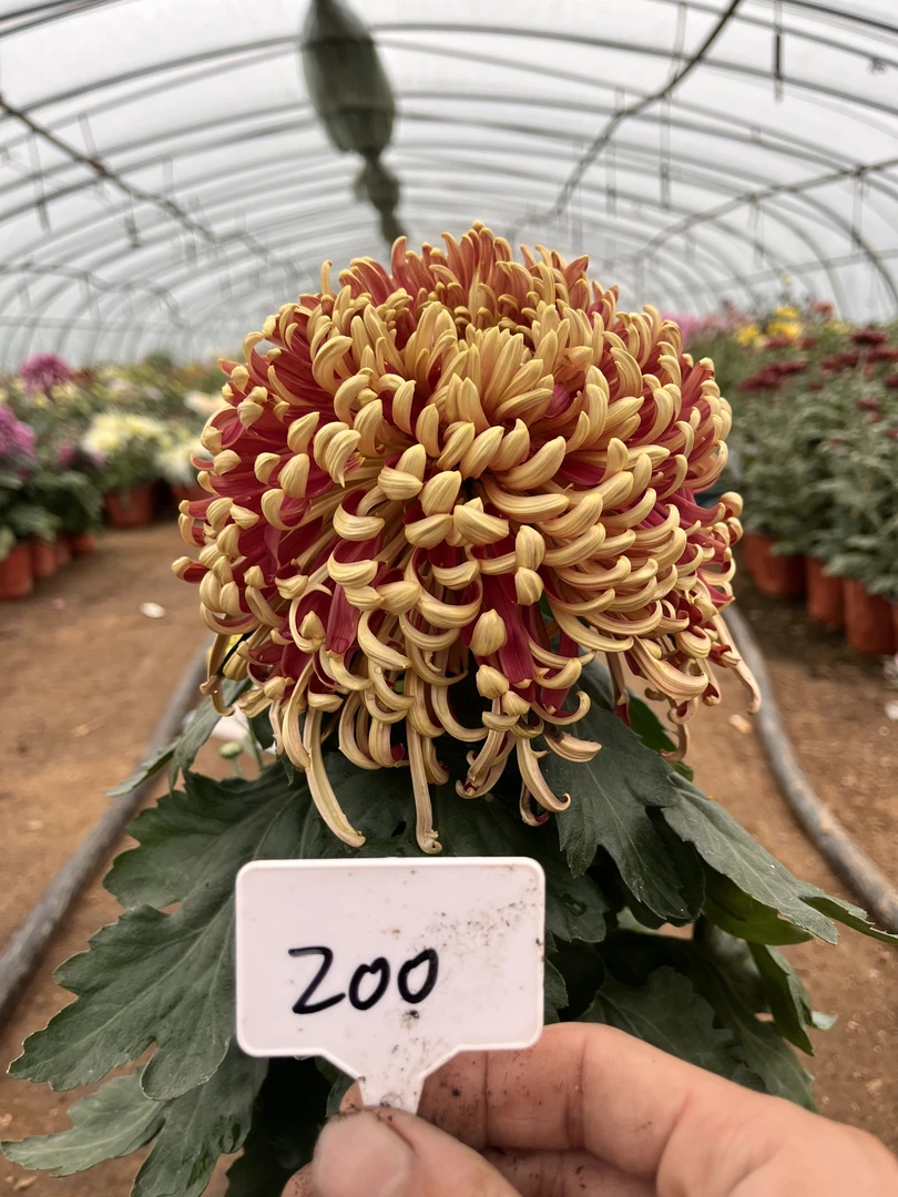 【慈云万典菊花】带花苞九月菊大花盆栽新手