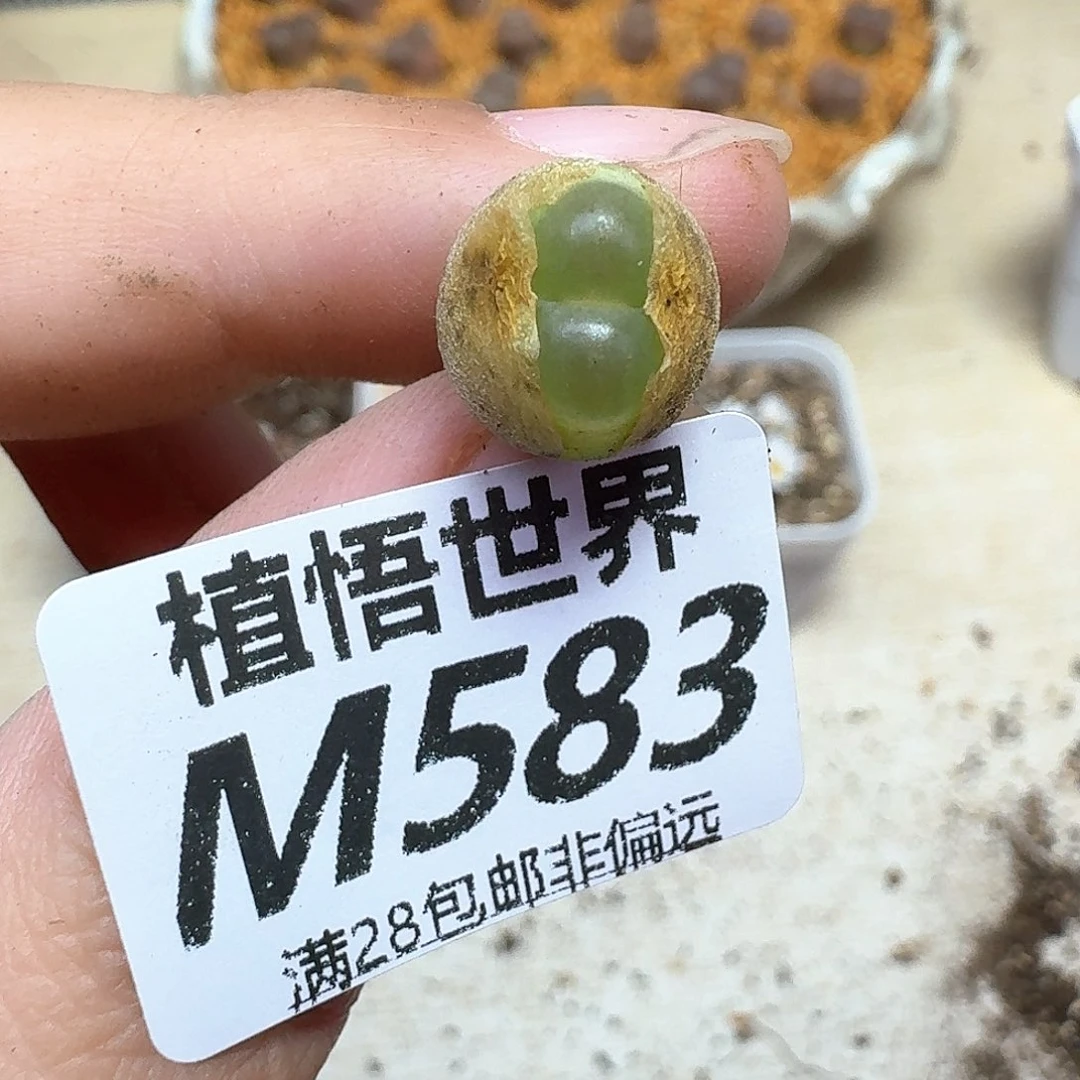 多肉植物的人生法g