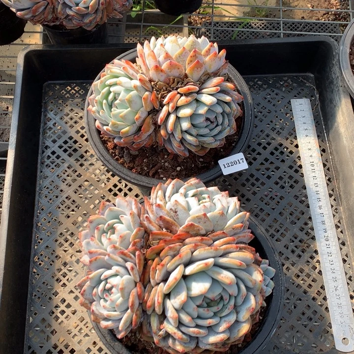 122017两个嗯嗯嗯嗯嗯好