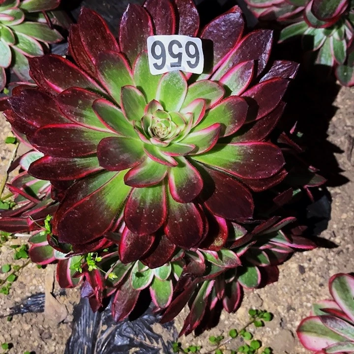 656西施多肉植物处理不售后