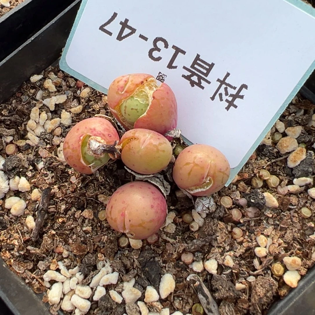 13-47肉锥多肉植物