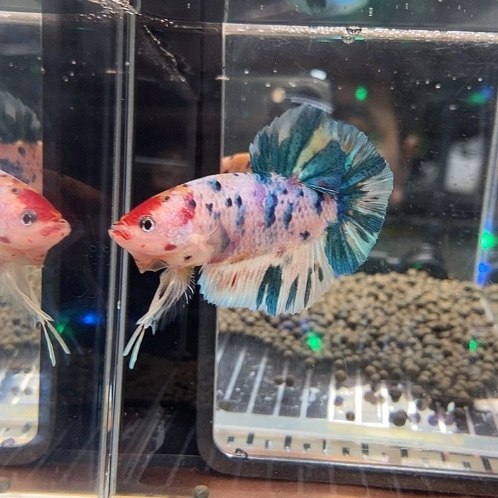 斗鱼黑28号巨斗将军