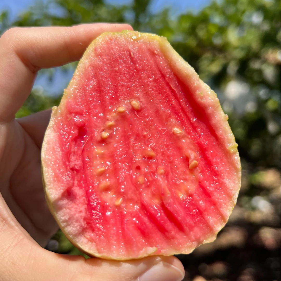 芭乐树熟软芭乐红白双拼 软糯香甜 附赠酸梅粉