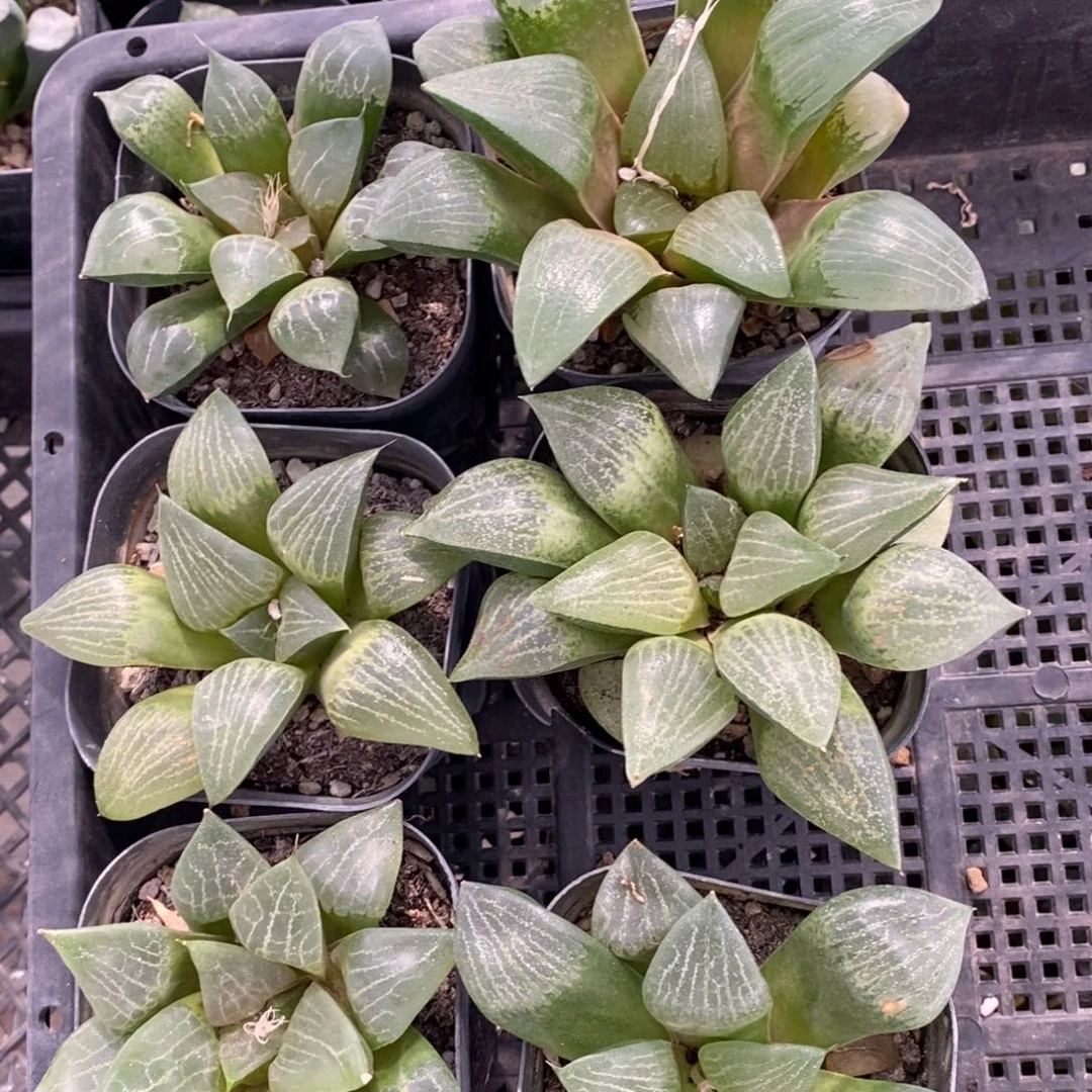 2432 一颗实生大寿 超级福利。