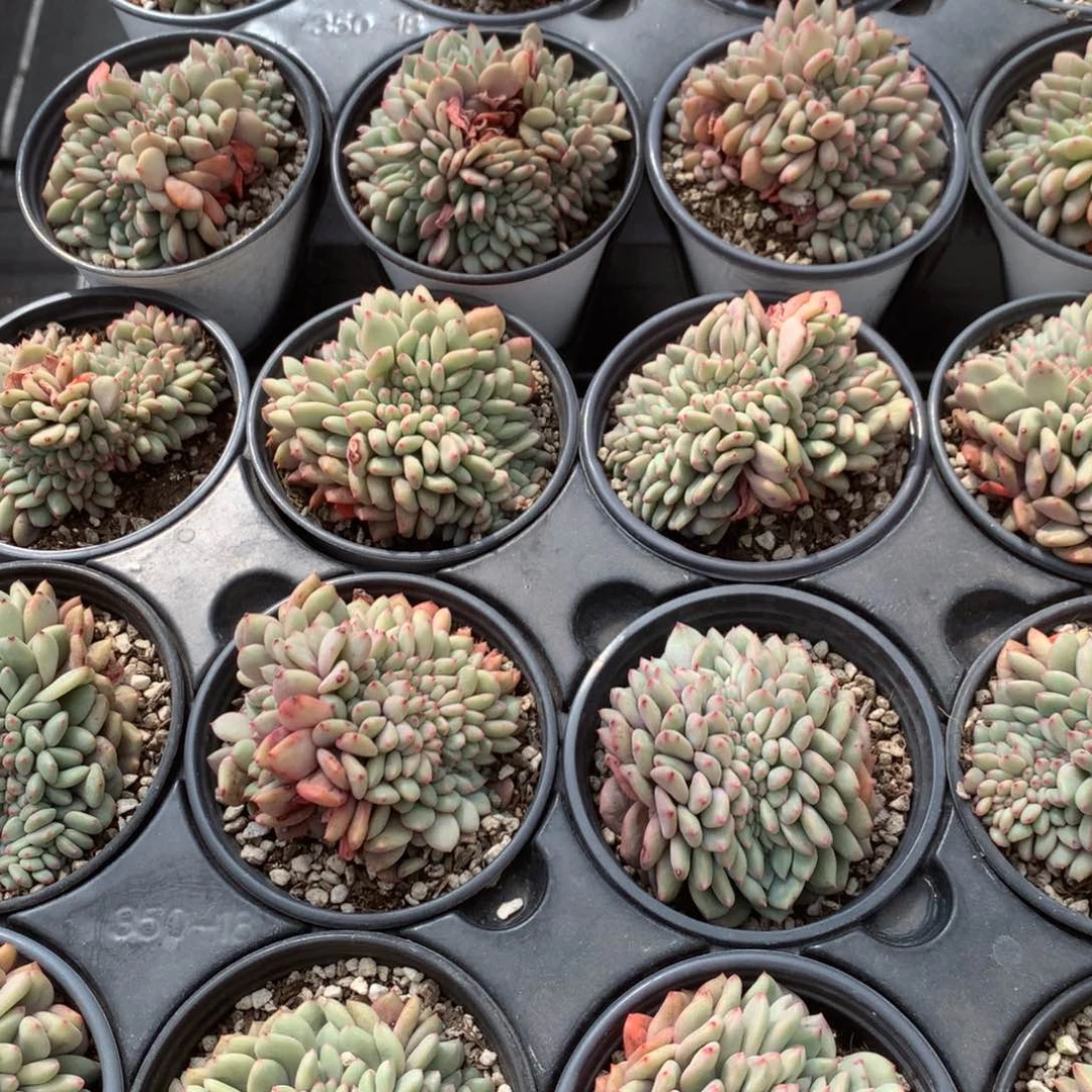 爱丽儿缀化随机2颗一组、多肉，售后范围7天，录开箱视频