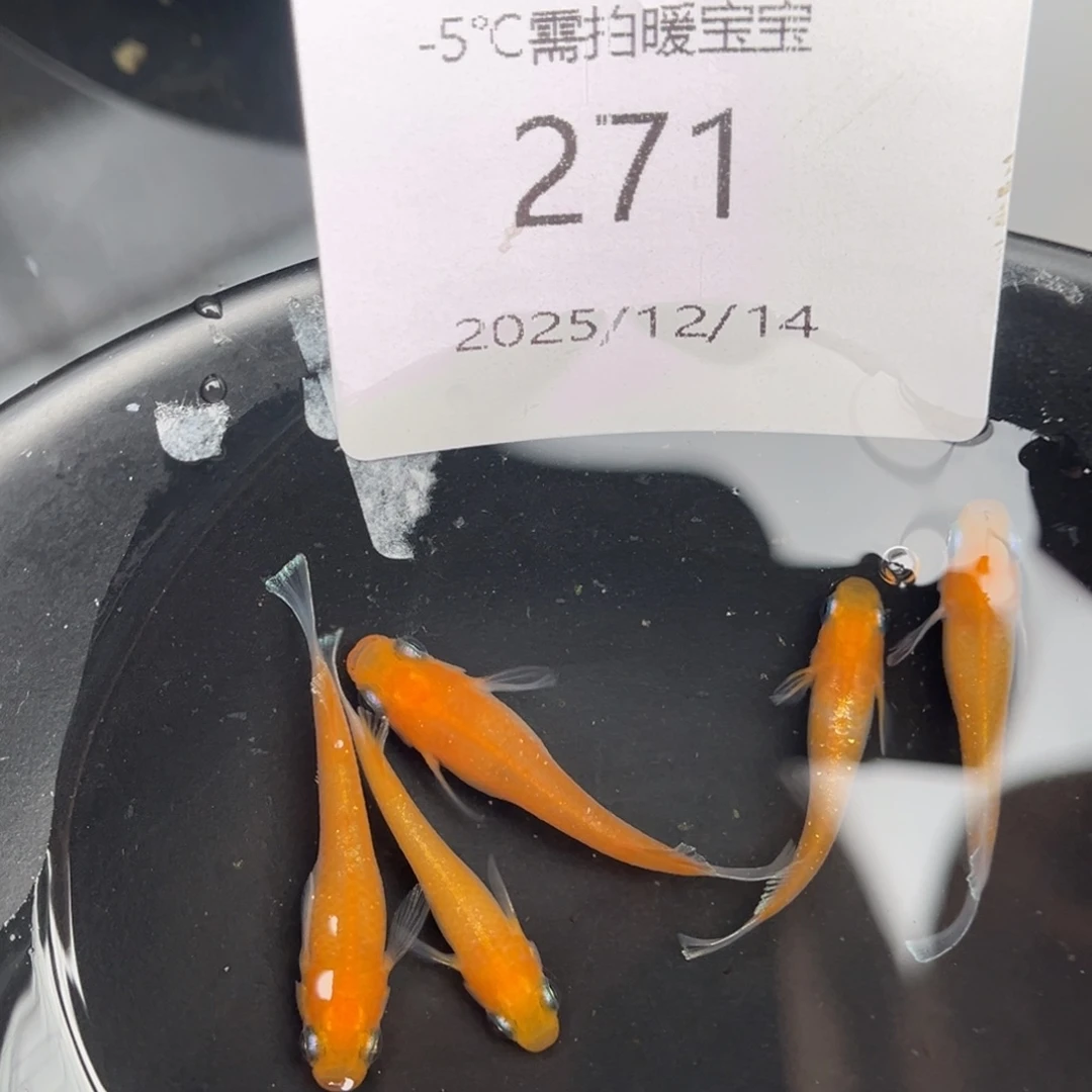 青鳉鱼271林血赤壁五尾