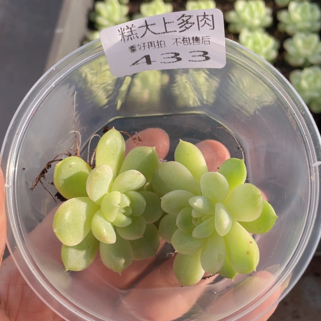云糖心多肉植物433