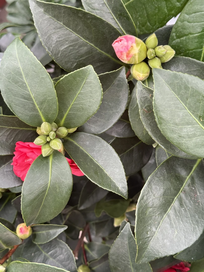 山茶花盆栽耐寒易活适合室内外阳台庭院种植