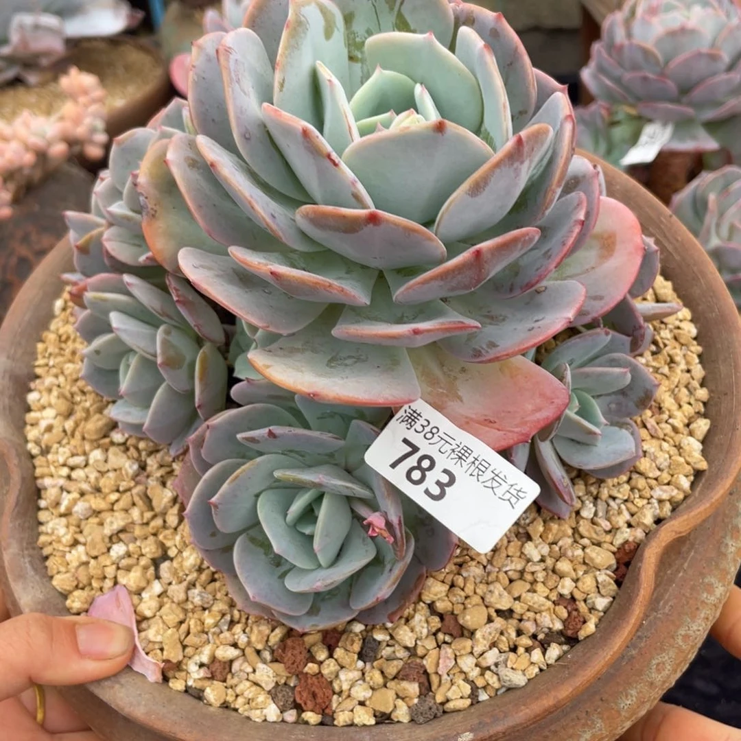 琦*”783红粉台阁手捧群生多肉