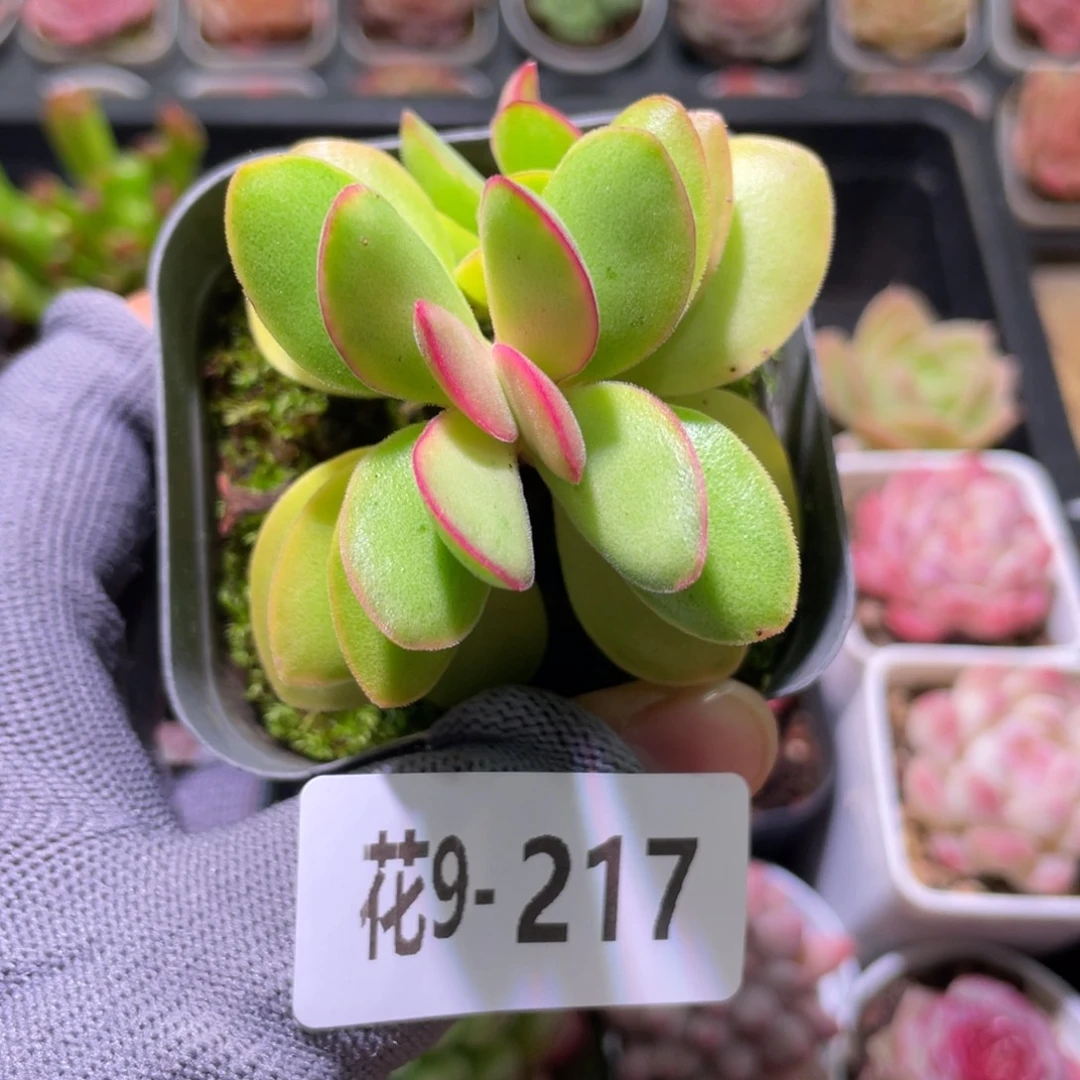 花利美9-217糖果锦