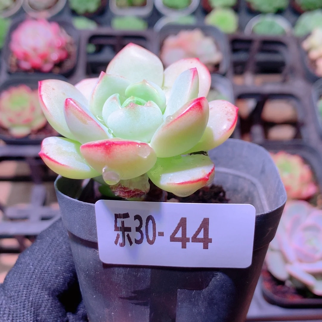 乐然30-44 香草 带仔