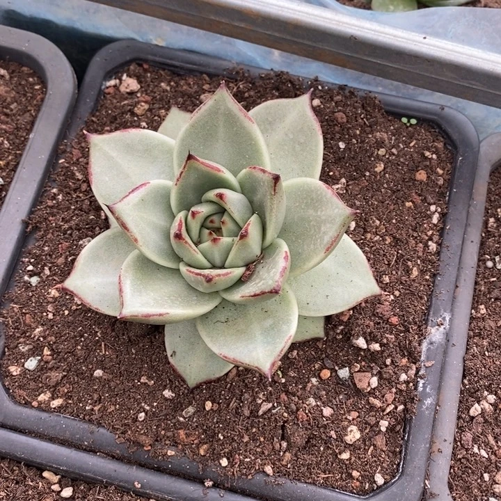 D687- 直播福利 乌木