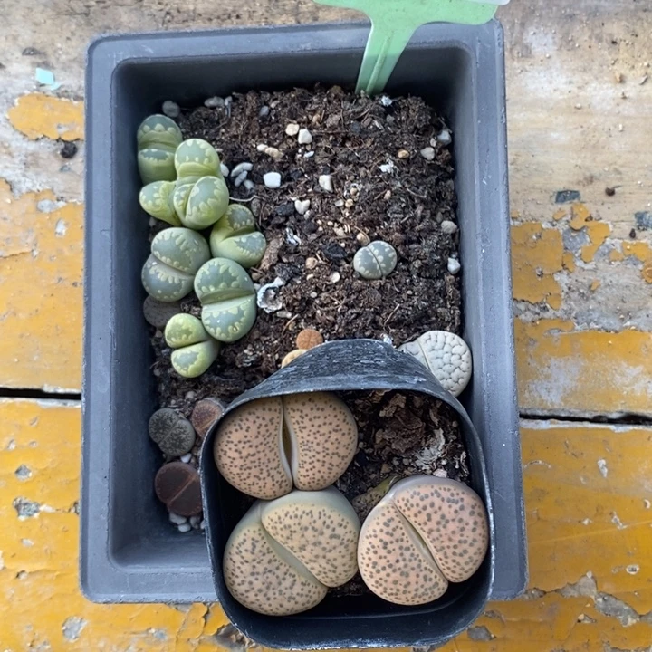 卖***圆生石花等植物的生长394