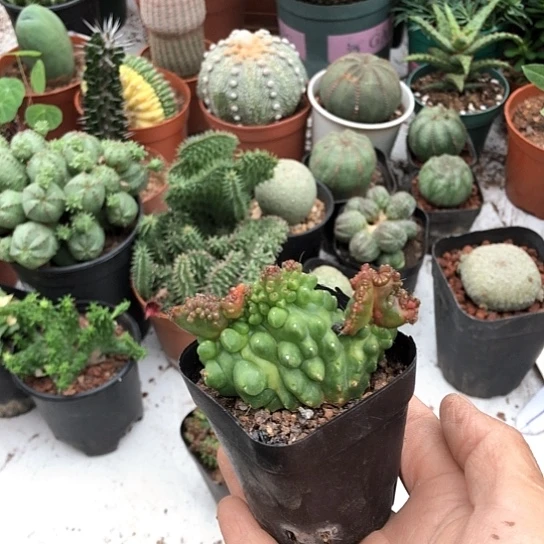 迎***春无花朵高沙石化带盆发货