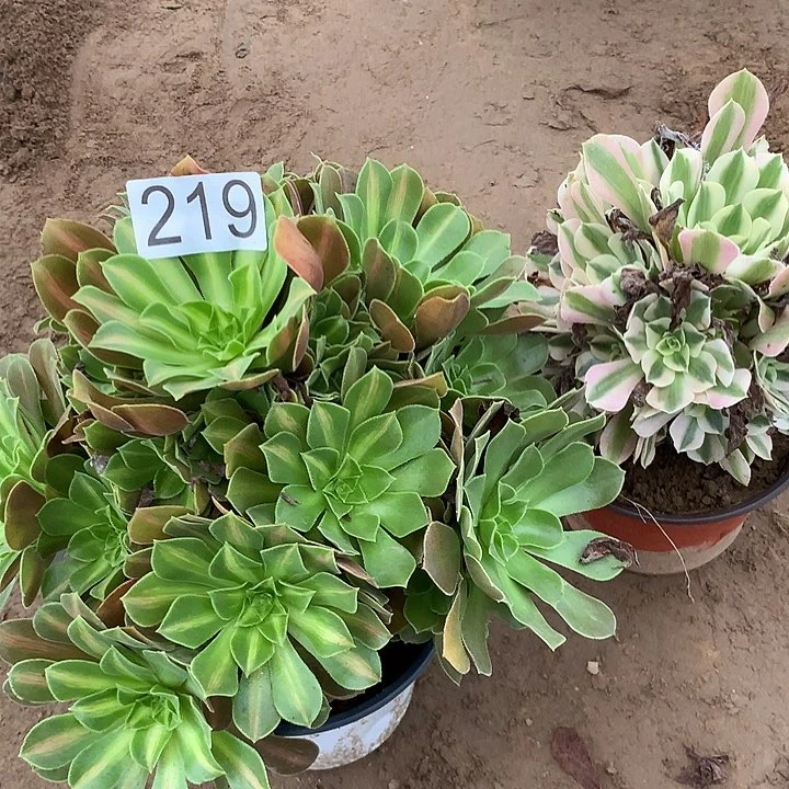 无花朵219女巫中班➕女巫多肉植物