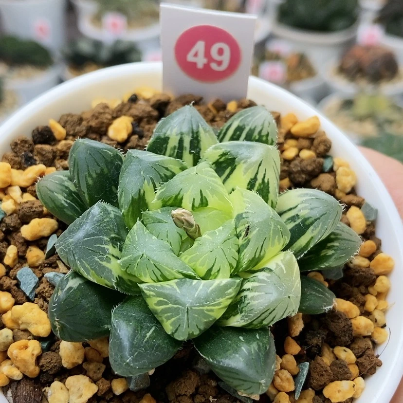 【闪购商品】49夏沫锦