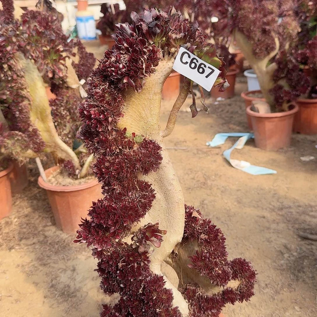 667黑法师微瑕一颗