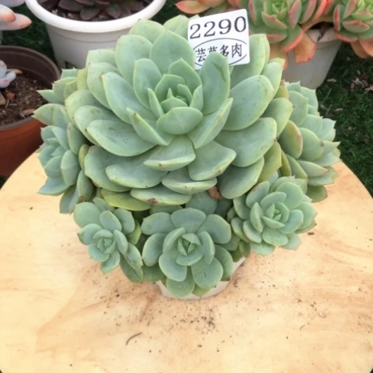 恋曲，2290，一物一拍