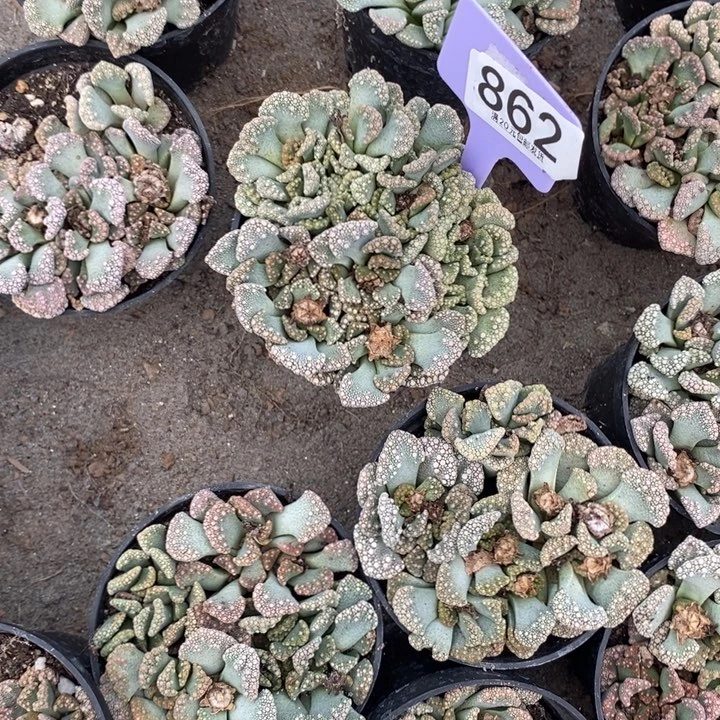 雨***）生石花小苗等多处862