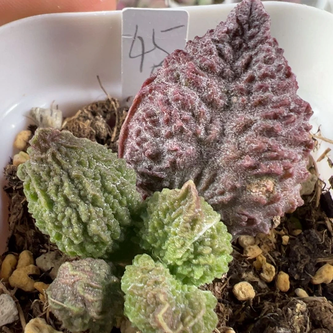 w紫色系颗粒款实生新品