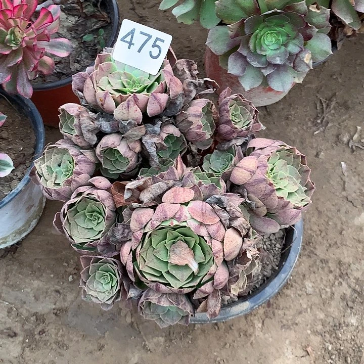 无花朵475万拉丝包子南