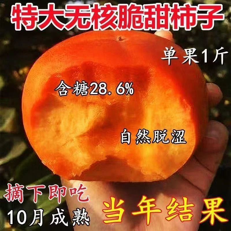 脆甜柿子树苗嫁接无核水果柿子苗盆栽地栽适合南方种植耐寒耐热苗