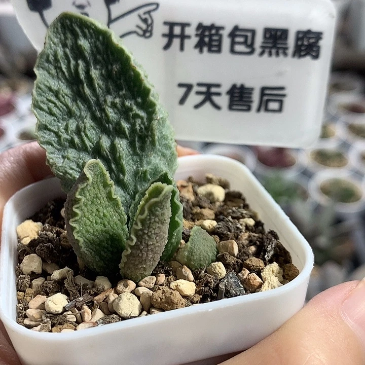 绿皮多肉水泡专拍