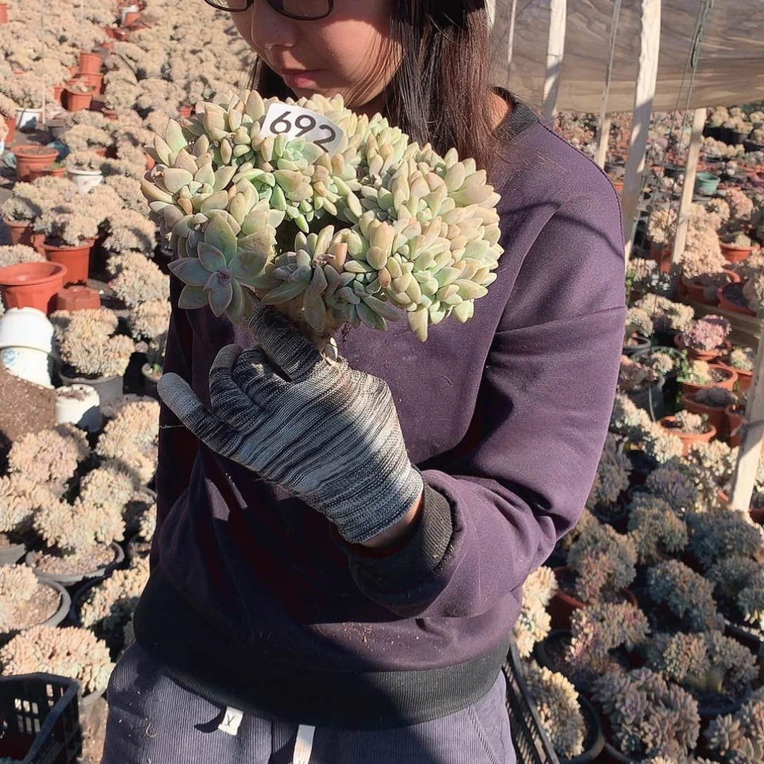 692 淡雪缀 一物一拍