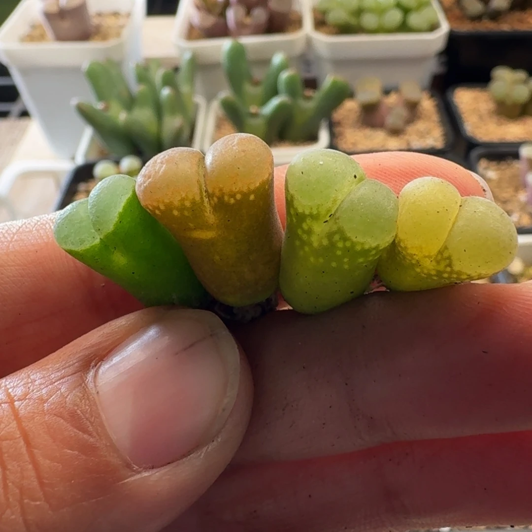 肉锥植物风铃4颗3132