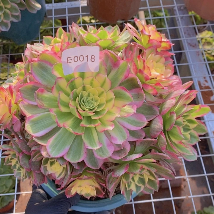 闪购法师1棵海王0018