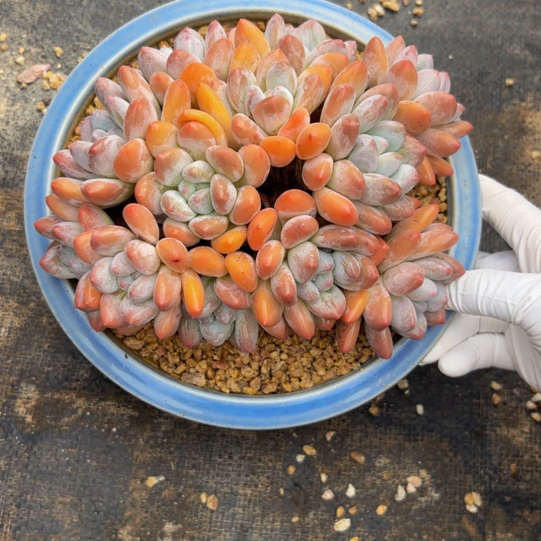 ****l香水自然群多肉植物