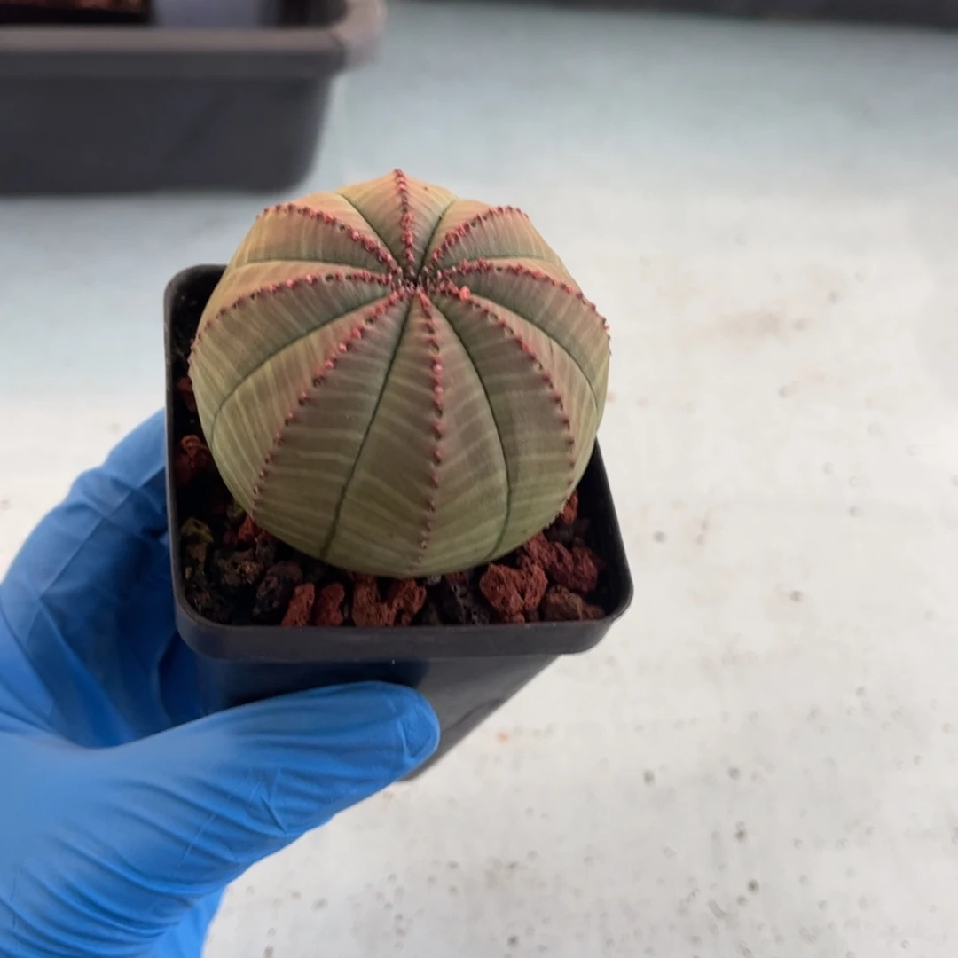 布纹球实生多肉植物球
