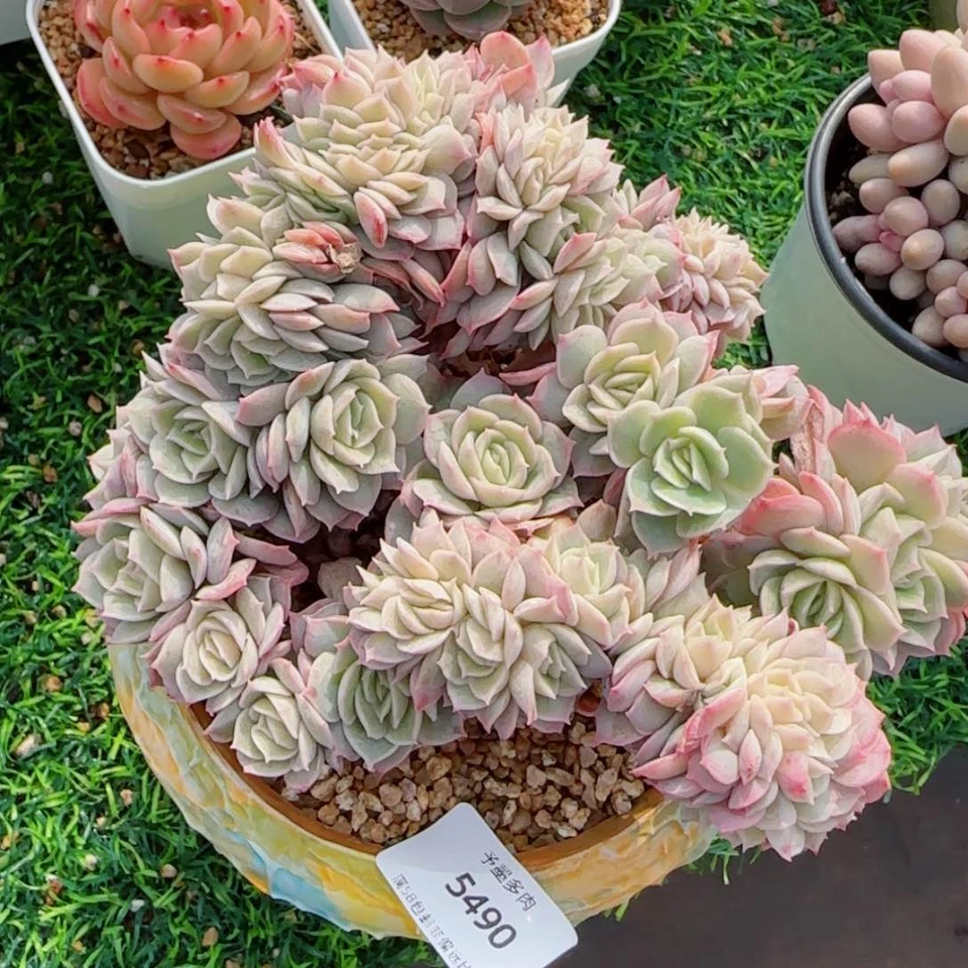 昂缀，5490多肉植物