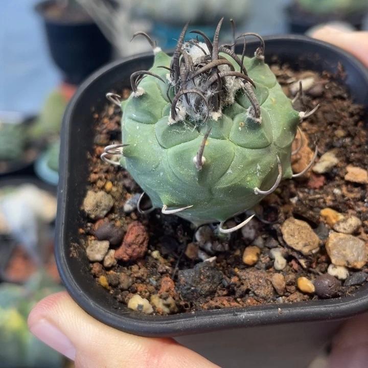 实生升云龙仙人球一颗