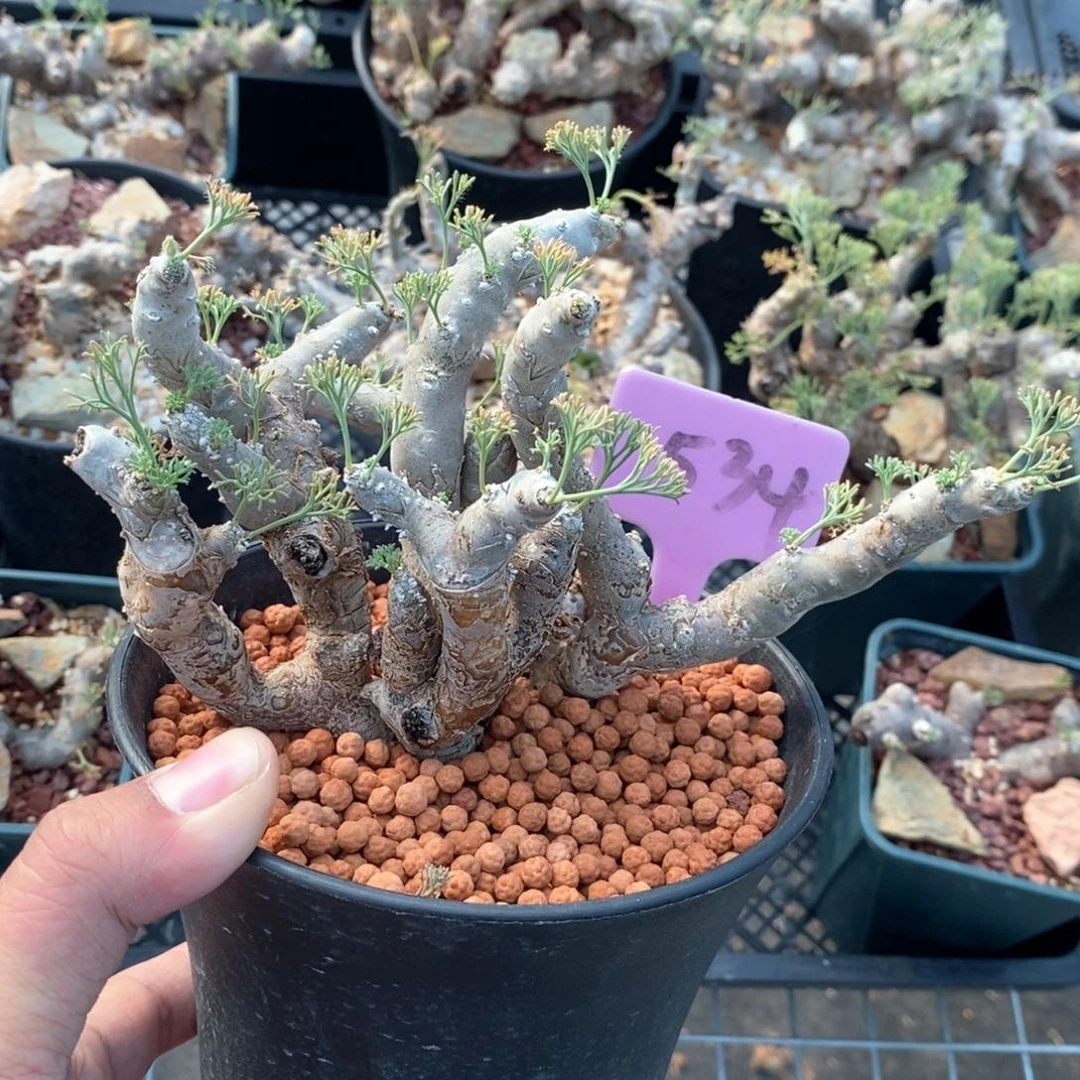 黑皮月界多肉植物