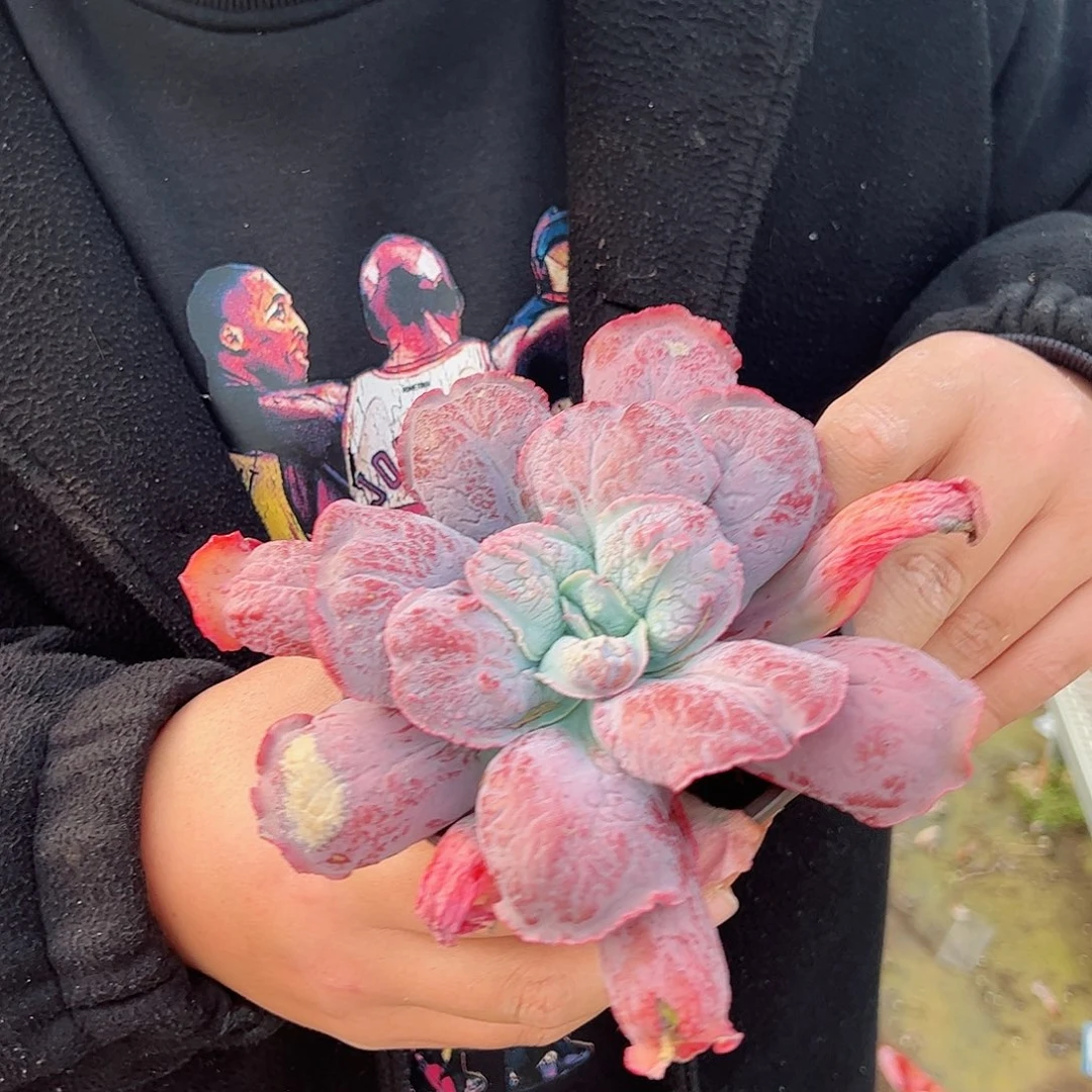 狂野男爵大单头精控多肉