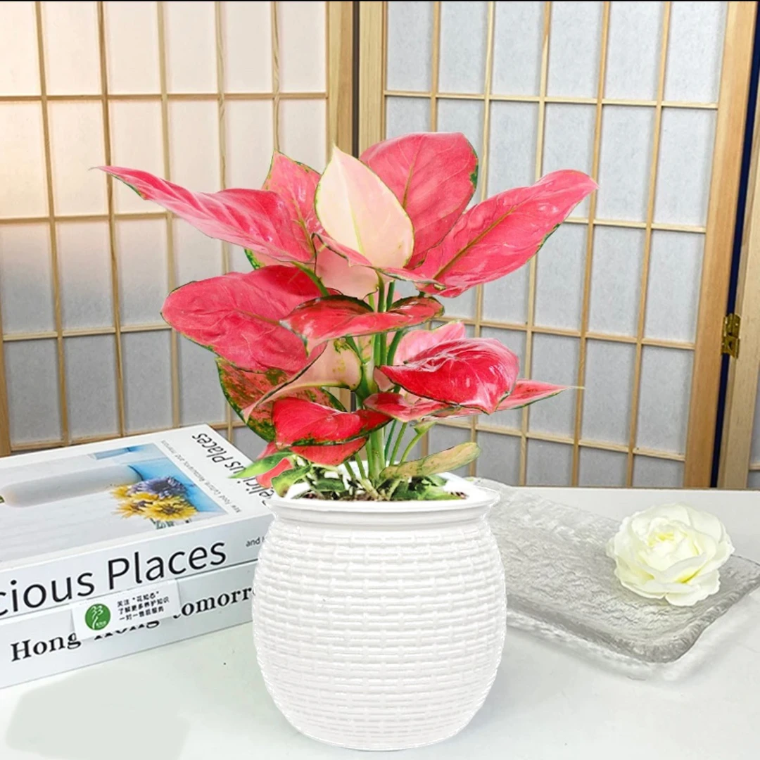 【吉利红】红如意绿植花卉盆栽室内客厅办公好养懒人盆红色美化鲜活