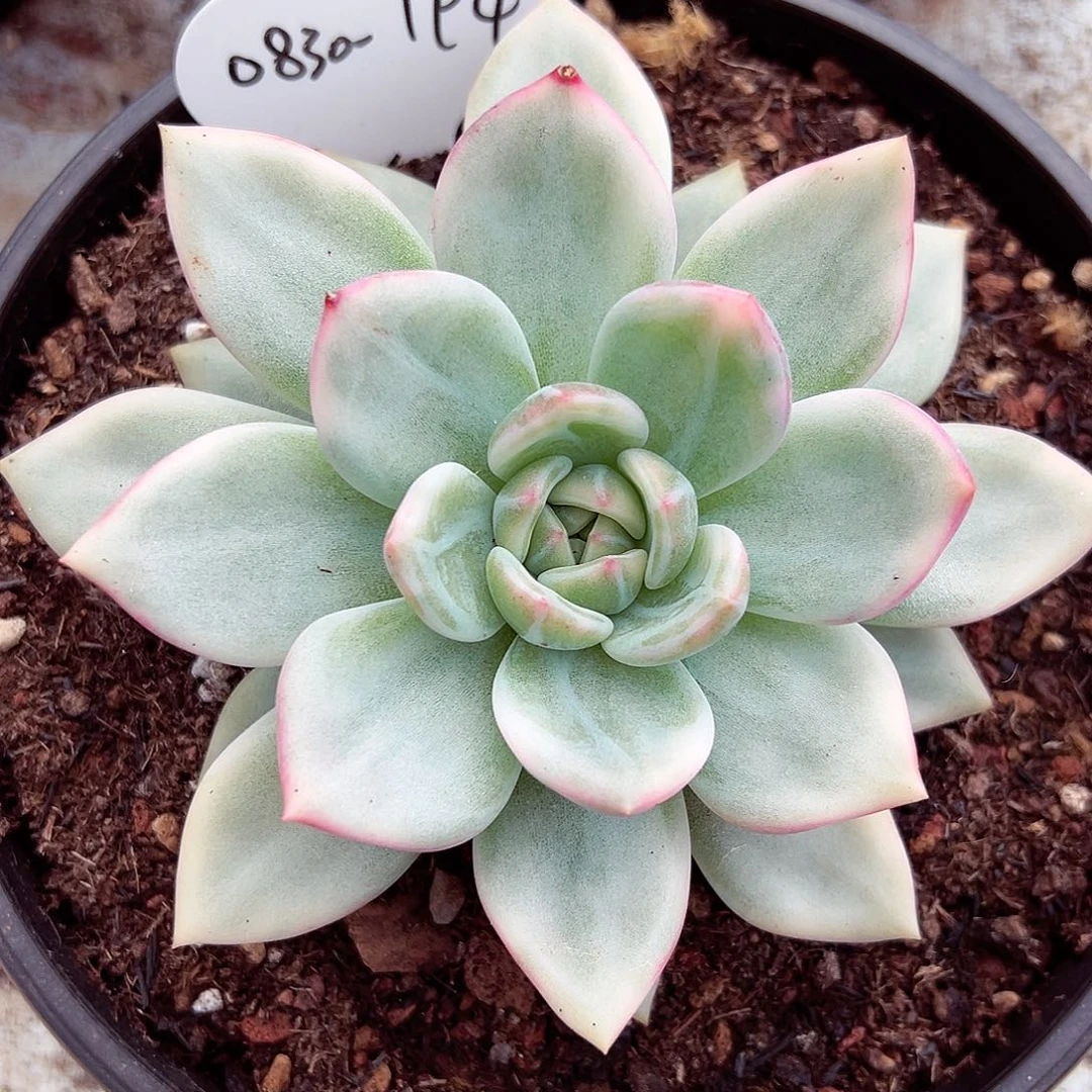 0830-194伊丽莎白锦