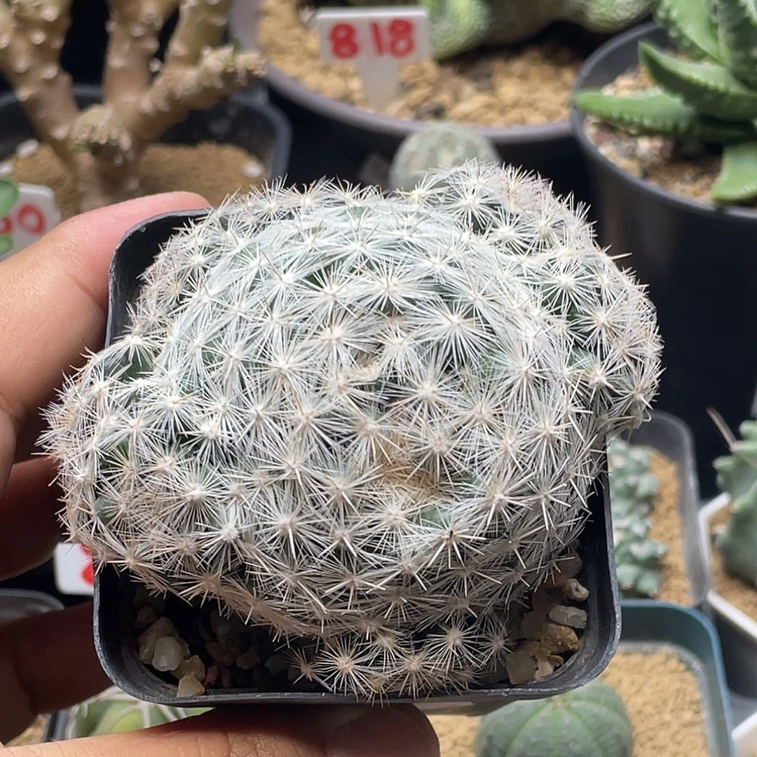 实生群生樱月仙人球
