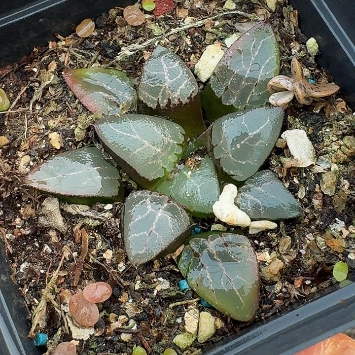 204木叶克脱土发货