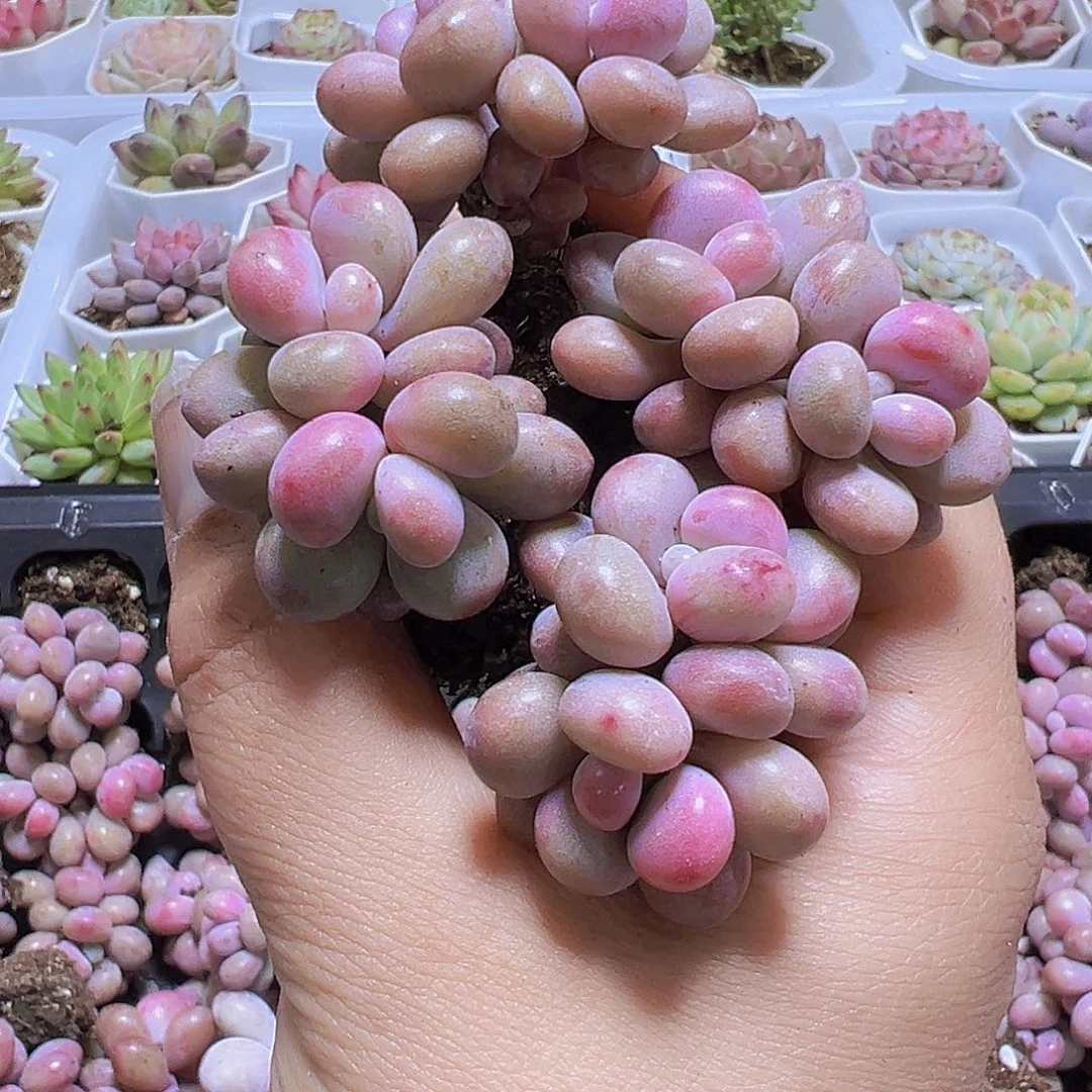 双头桃蛋5个19包邮