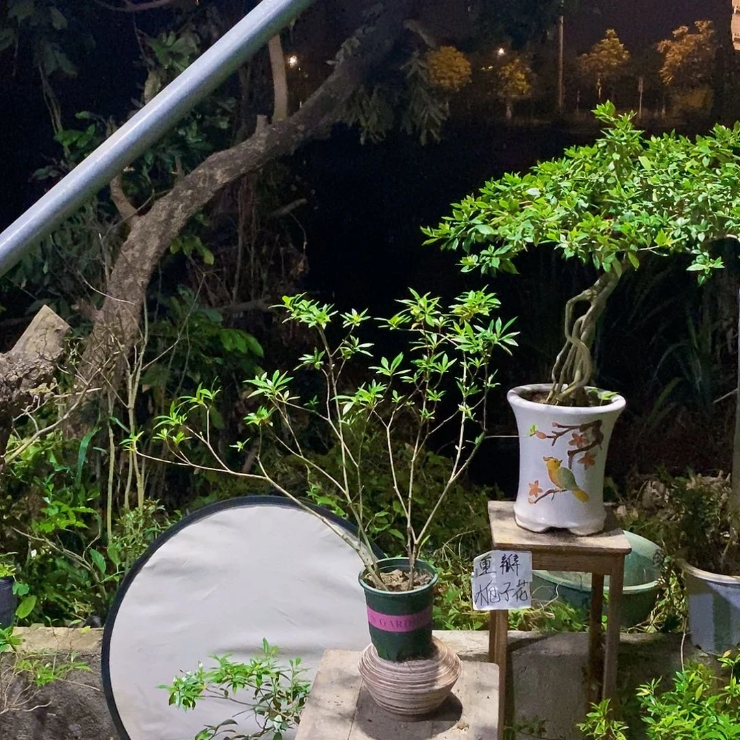 无花朵06 幸卉园艺重瓣栀子花