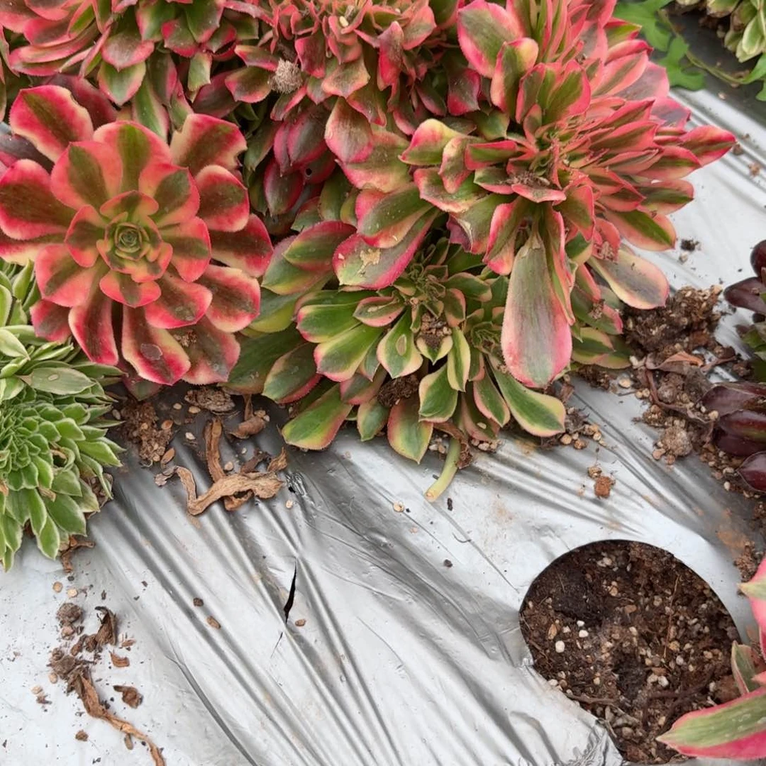 我8147 号多肉法师特价