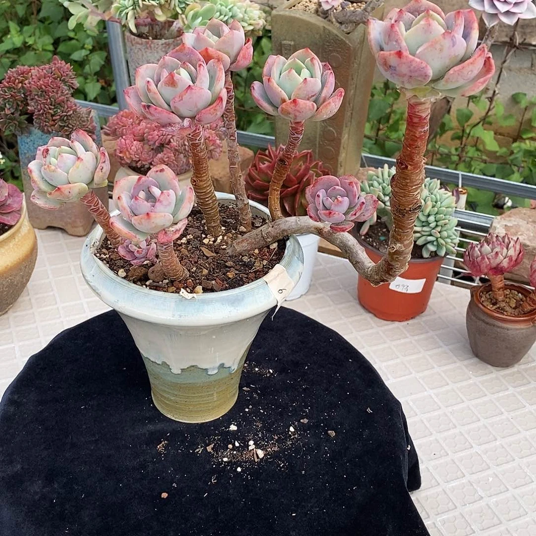 多肉植物白月光好漂亮啊