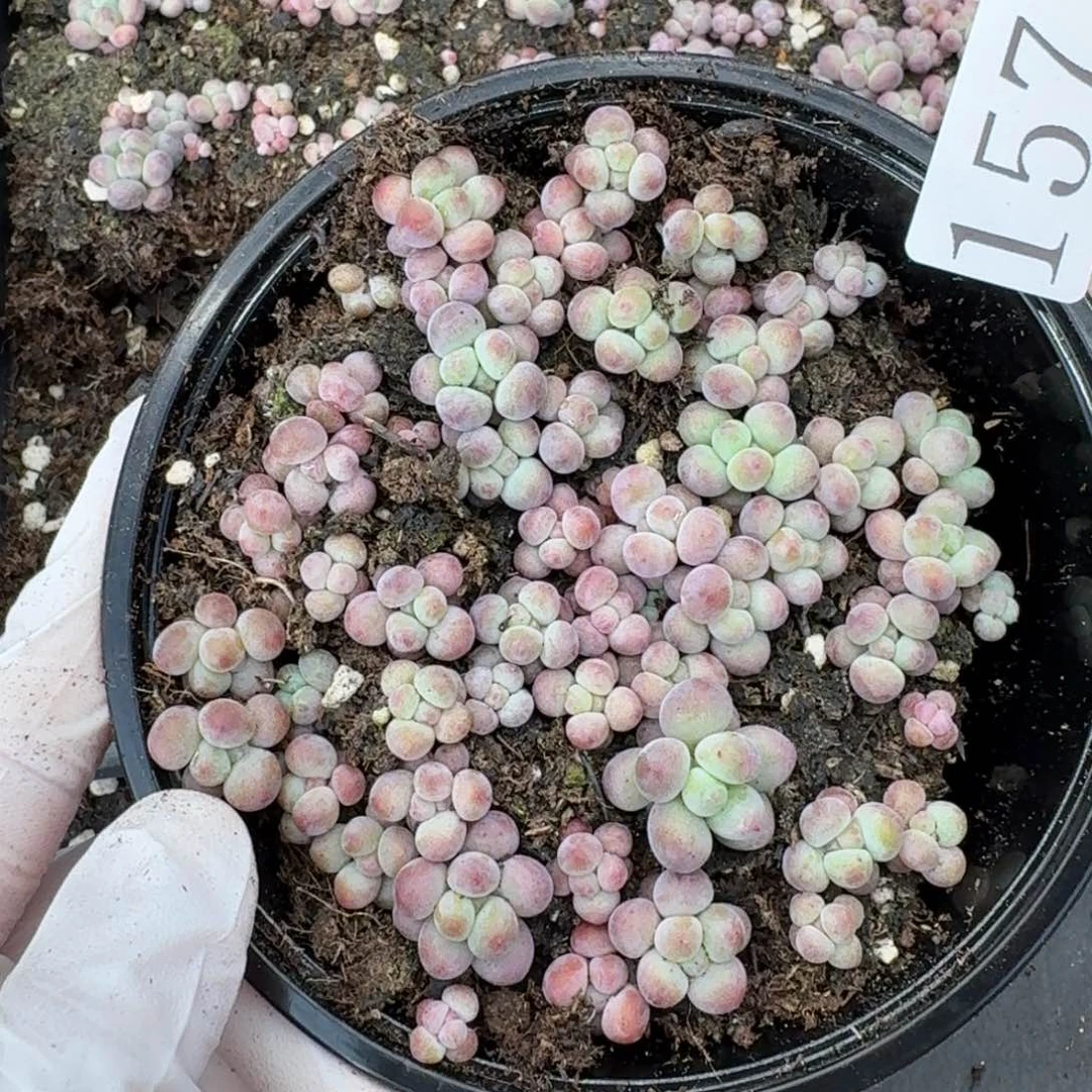 多肉植物多肉植物157