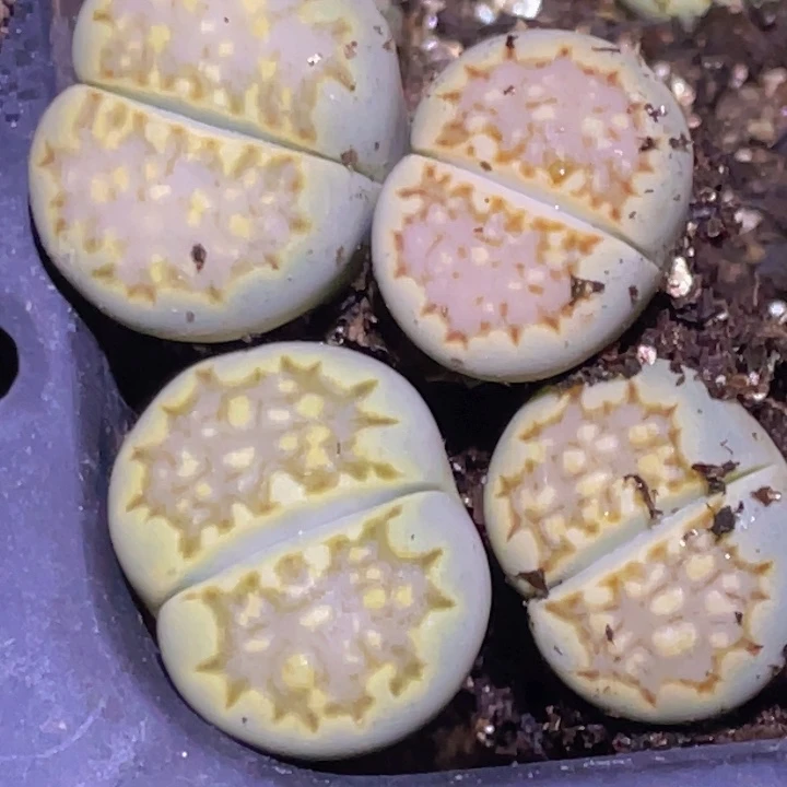 455886888989988888888