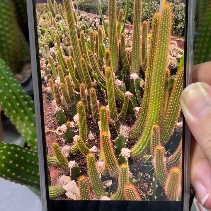 岚****仙人球金三侧芽二十公分两个
