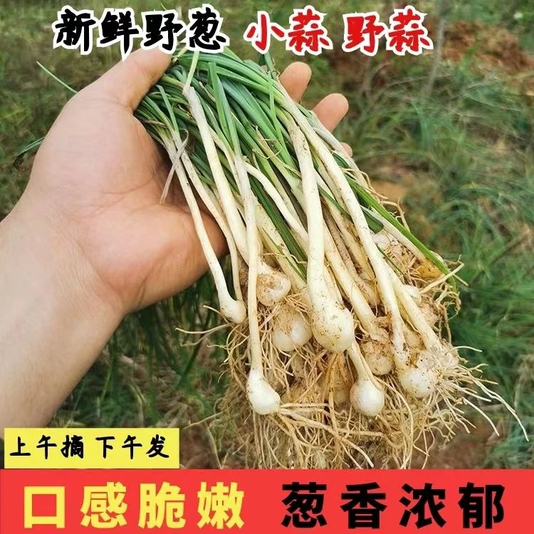 乡村自然生长野葱新鲜现挖包邮蔬菜小根蒜苦蒜