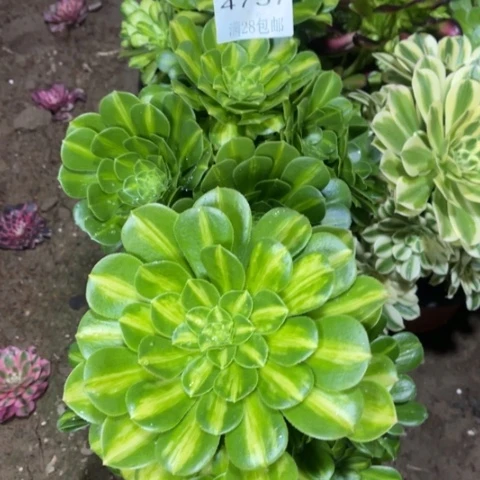 小***.琉璃多肉多肉4757