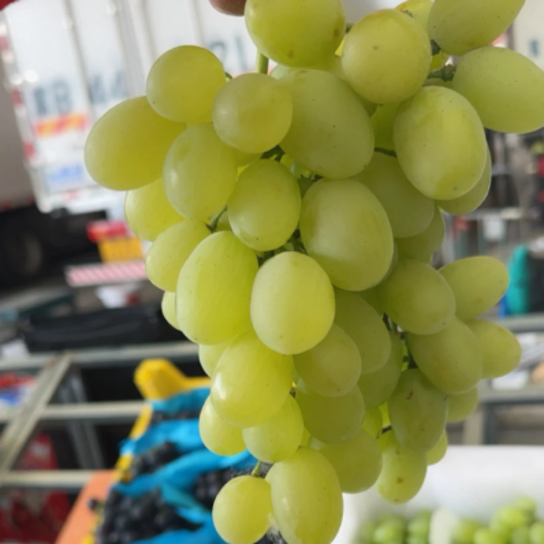 山东维多利亚青提子（约一斤）山东省